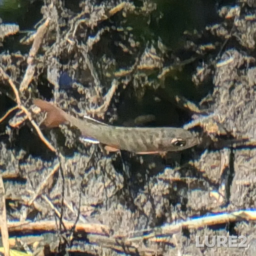 Coho salmon — Vedder River, Jul 09, 2024, 5:18 PM