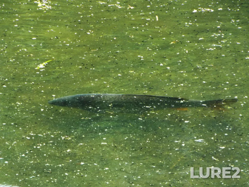 Carp — Novosibirsk, Novosibirskaya obl., Rossiya, Jun 10, 2024, 2:59 PM