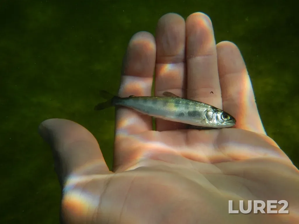 Sockeye salmon — Little Shuswap Lake, Jul 10, 2024, 4:07 PM