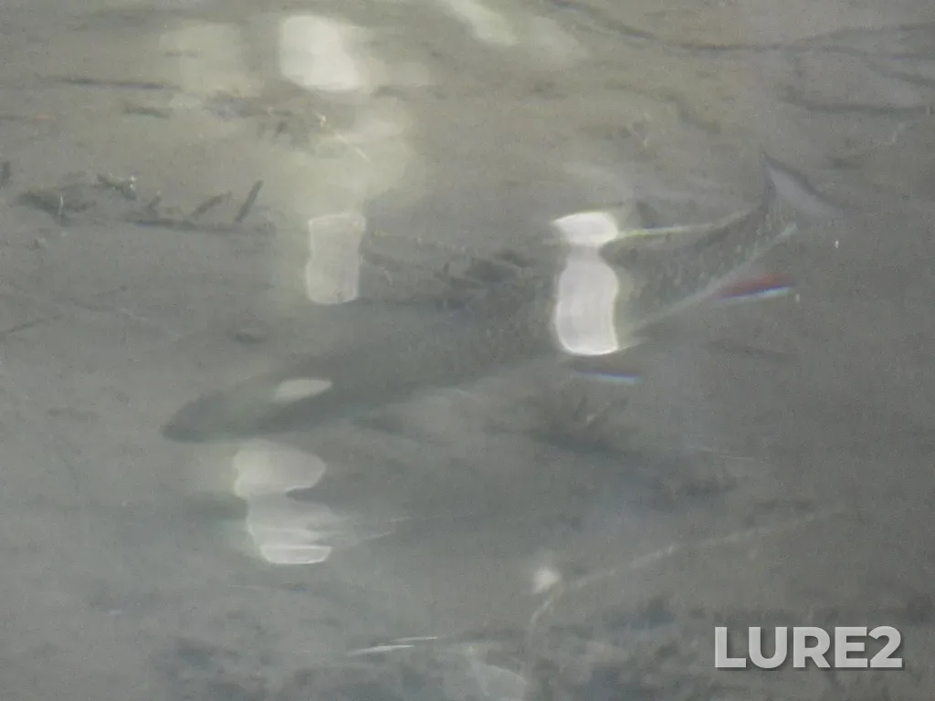 Brook trout — Elbow Lake, Jul 09, 2024, 6:00 PM