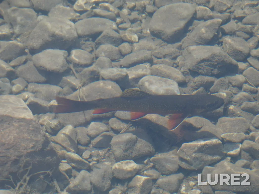 Brook trout — Elbow Lake, Jul 10, 2024, 12:14 PM