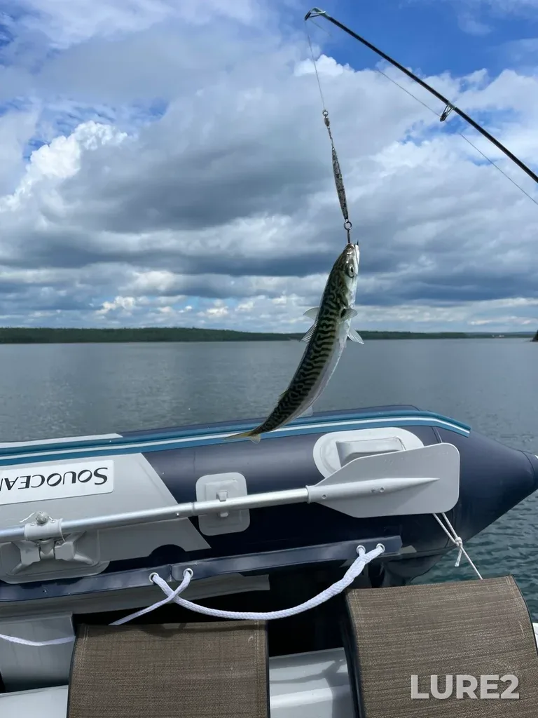 Atlantic mackerel — Lennox Passage, Jul 13, 2024, 12:52 PM