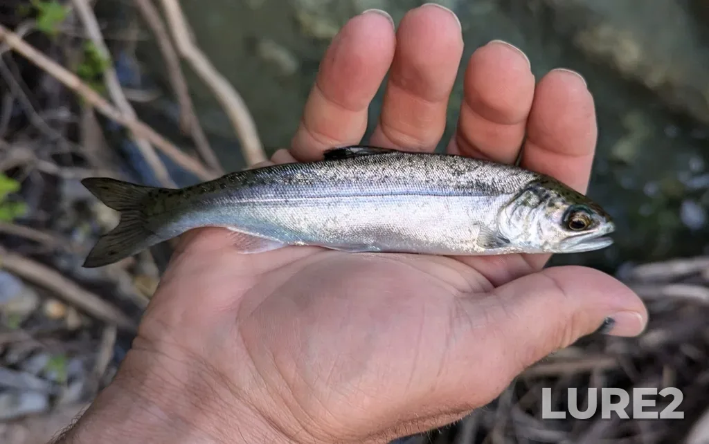 Coho salmon — Salmon Arm, Jul 14, 2024, 6:40 AM