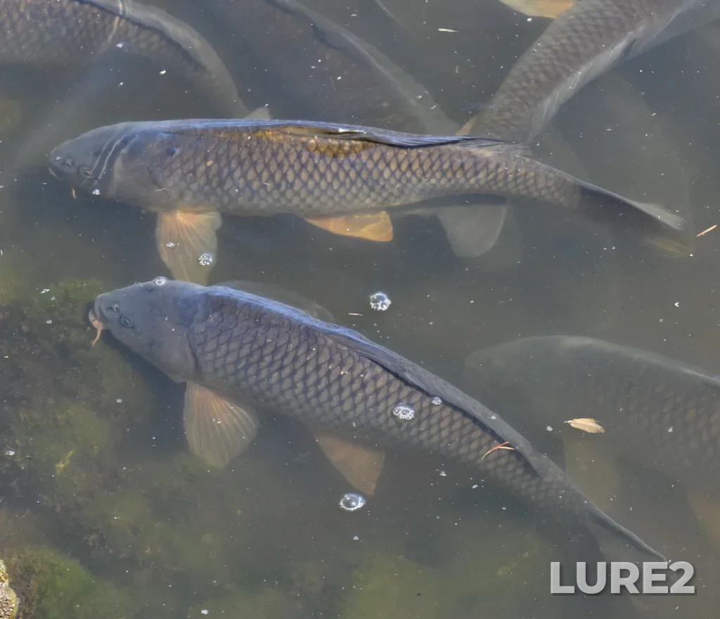 Carp — Robertson Slough, Jul 14, 2024, 10:53 AM