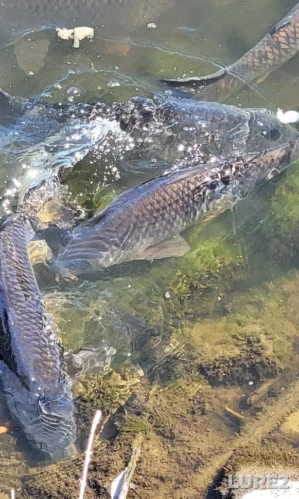 Carp — Fuller Slough, Jul 14, 2024, 1:36 PM