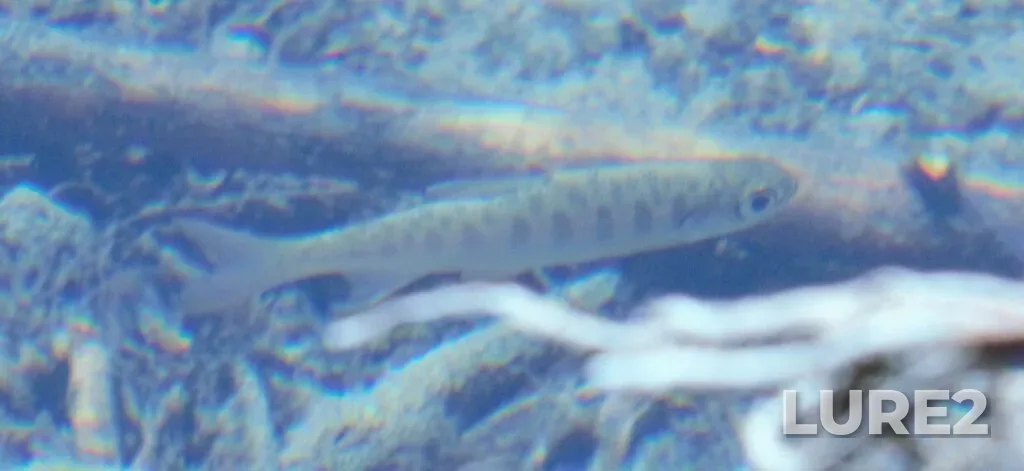 Coho salmon — Englishman River, Jul 17, 2024, 12:43 PM