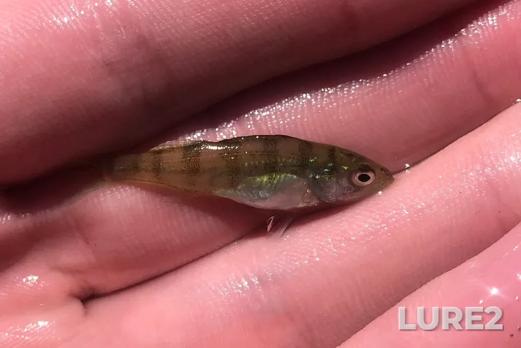 Yellow perch — Wabamun Lake, Jul 17, 2024, 1:02 PM