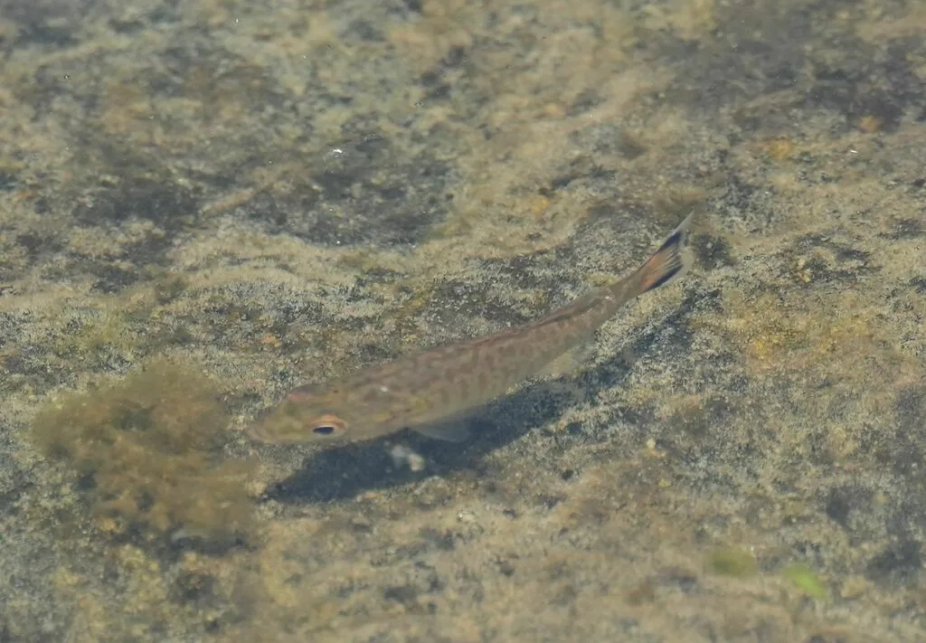 Smallmouth bass — Cataraqui River, Jul 14, 2024