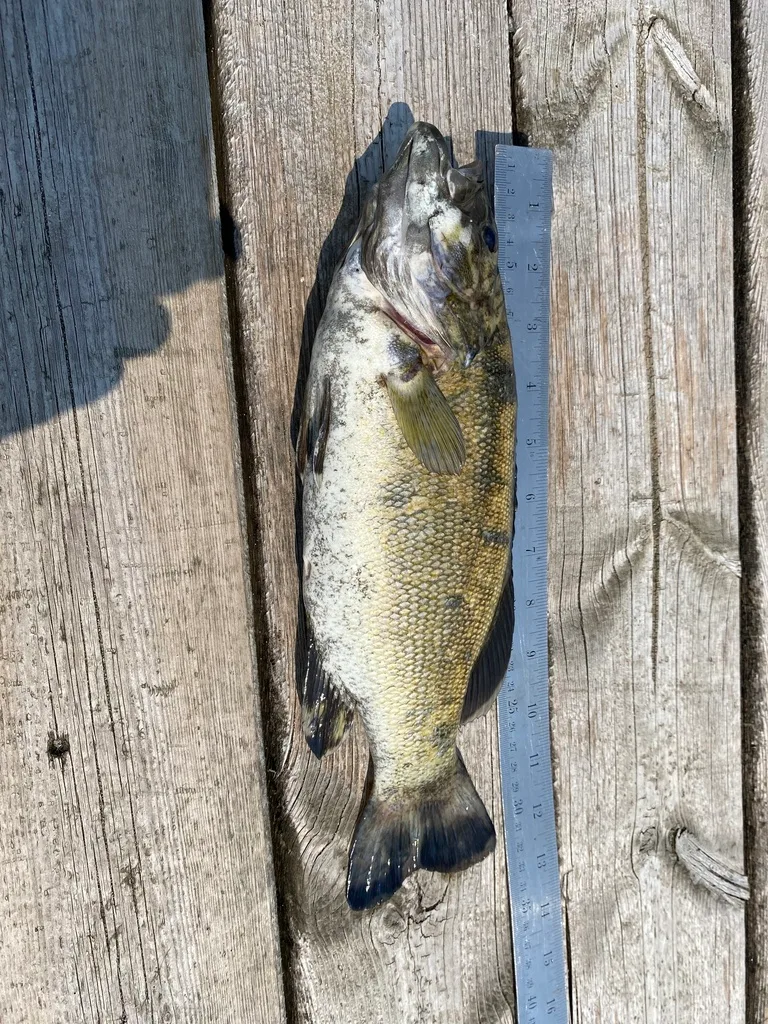 Smallmouth bass — Clear Lake, Jul 18, 2024