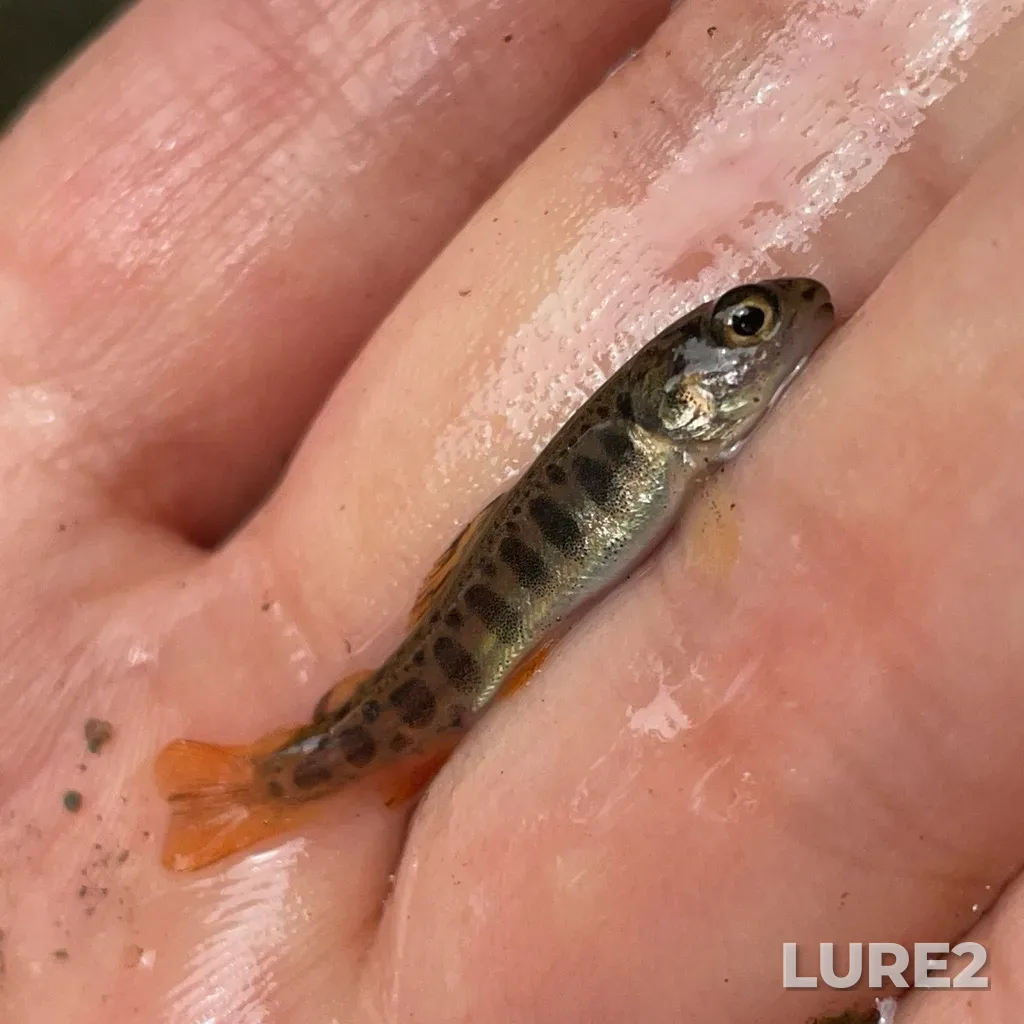 Brook trout — Southwest Margaree River, Jul 19, 2024, 1:35 PM
