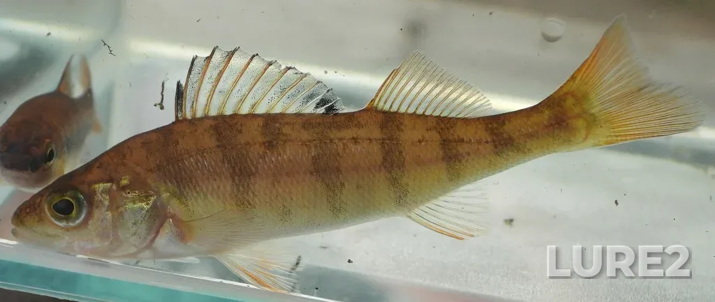Yellow perch — Beaver Lake, Jul 15, 2024, 8:41 AM