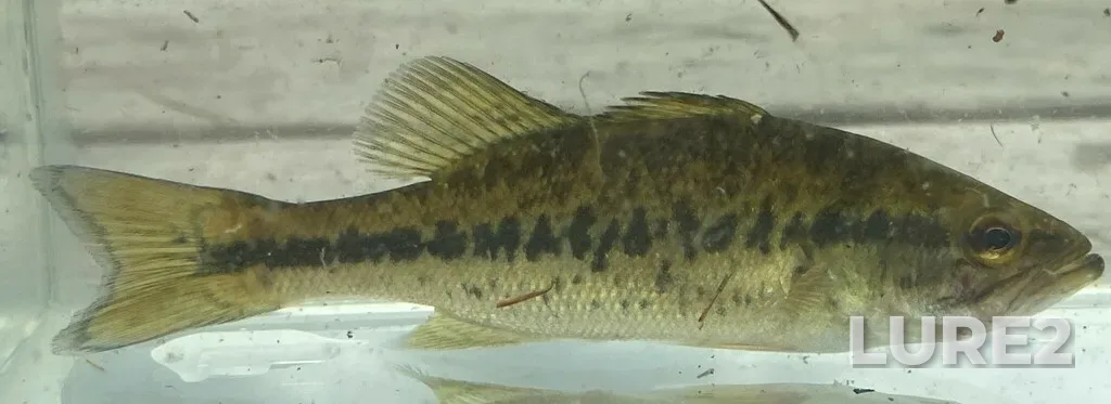 Largemouth bass — Beaver Lake, Jul 15, 2024, 1:24 PM