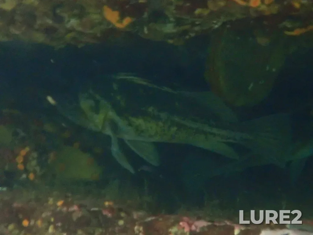 Rockfish — Strait of Georgia, Jul 21, 2024, 1:04 PM