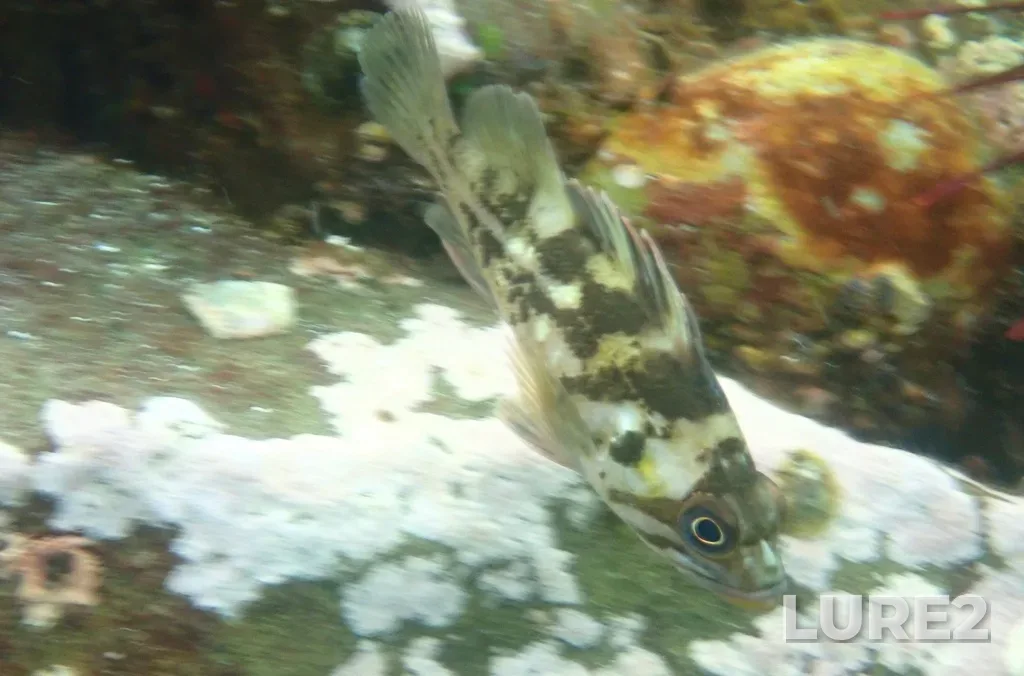 Rockfish — Strait of Georgia, Jul 13, 2024, 6:52 PM
