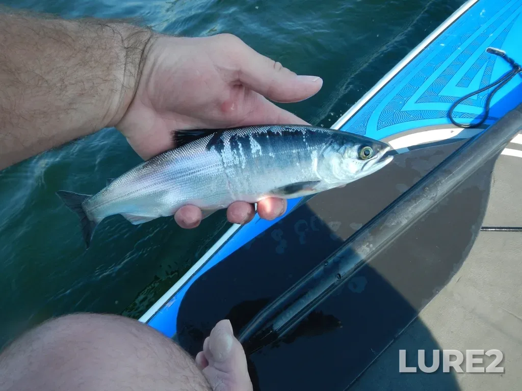 Sockeye salmon — Niskonlith Lake, Jul 20, 2024, 3:09 PM