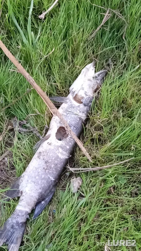 Pike — Malaya Kokshaga, Jul 22, 2024, 8:58 AM