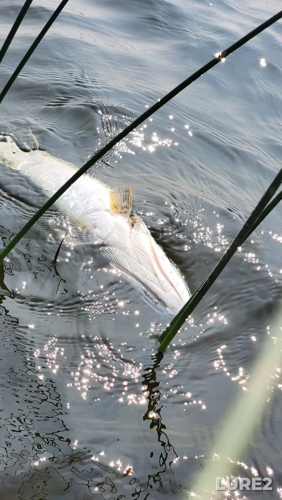 Pike — Namekus Lake, Jul 22, 2024, 3:05 PM