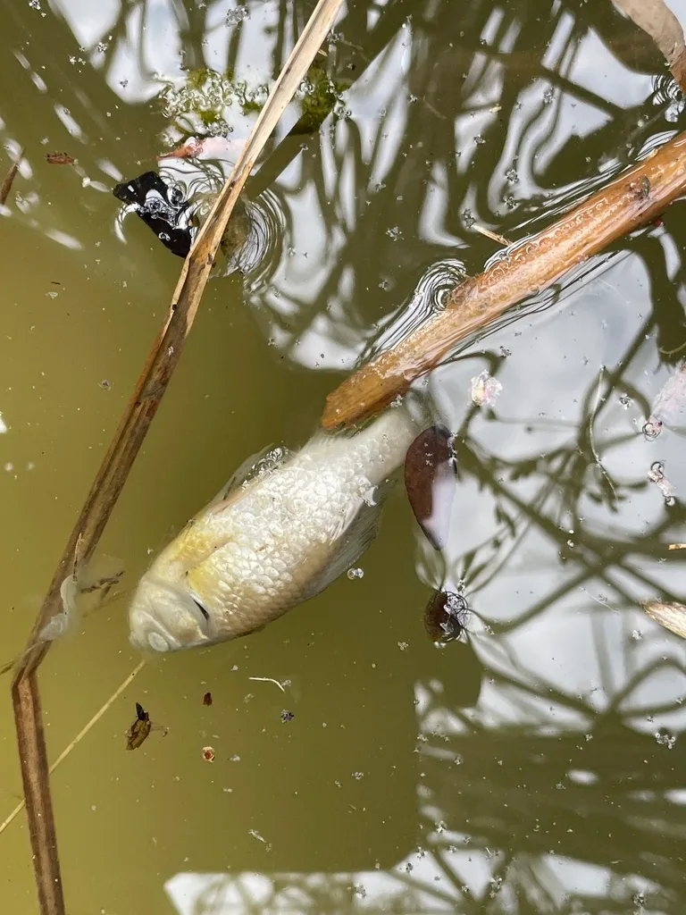Crucian carp — West Humber River, Jul 21, 2024