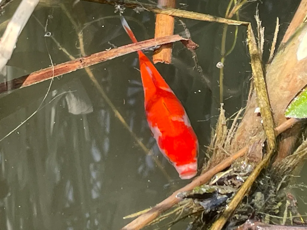 Crucian carp — West Humber River, Jul 21, 2024