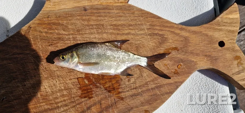 Bream — Sermenok, Jul 23, 2024, 10:02 AM