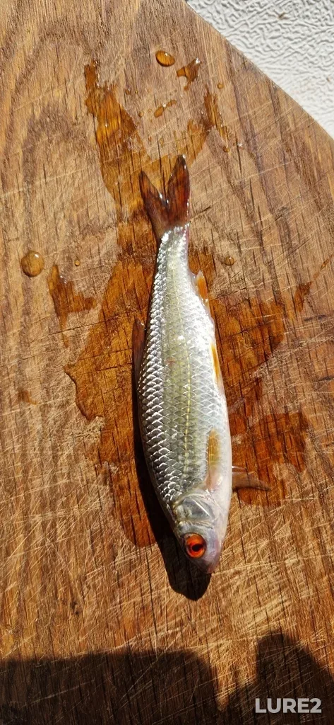 Roach — Sermenok, Jul 23, 2024, 10:02 AM