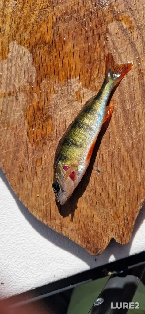 Perch — Sermenok, Jul 23, 2024, 10:03 AM