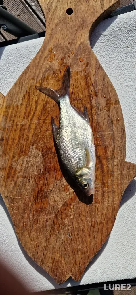 Bream — Sermenok, Jul 23, 2024, 10:03 AM