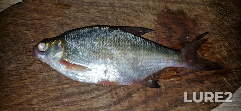 White bream — Sermenok, Jul 24, 2024, 10:08 PM