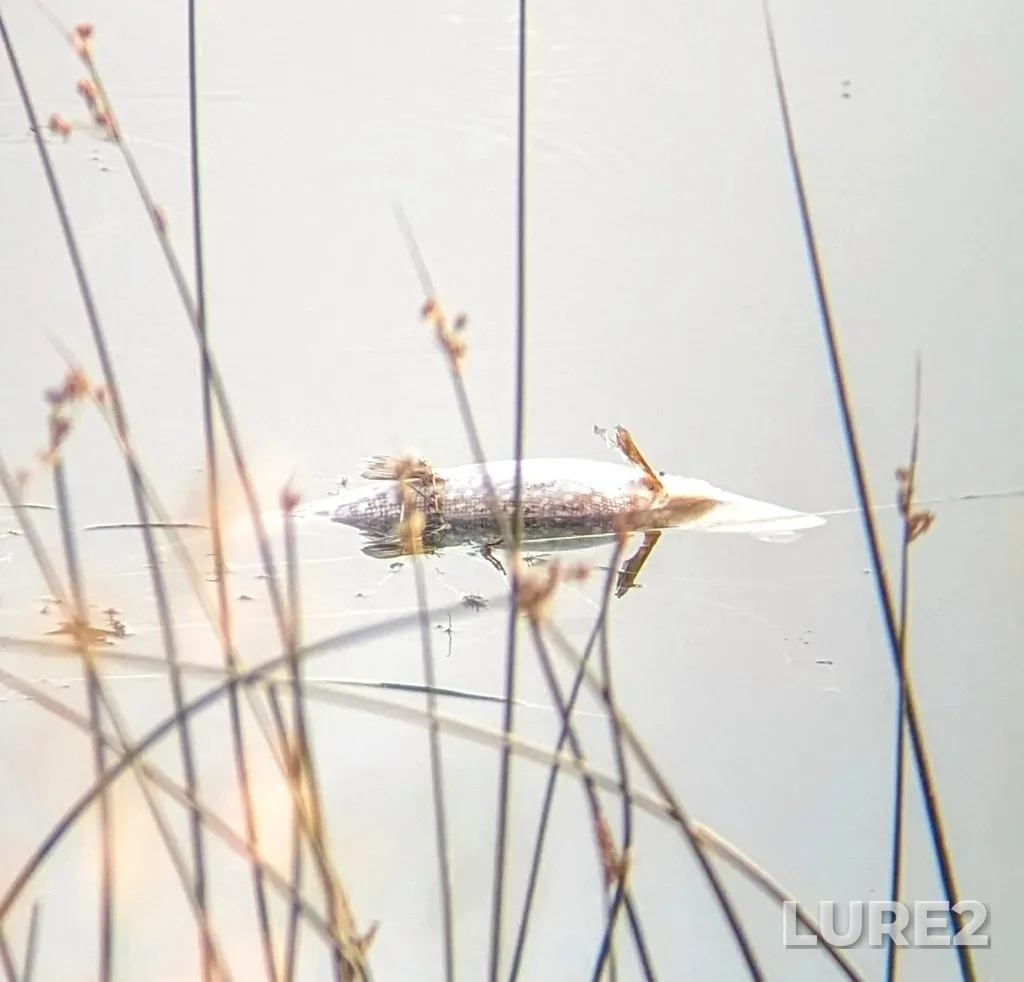 Pike — Elkwater Lake, Jul 21, 2024, 7:13 AM
