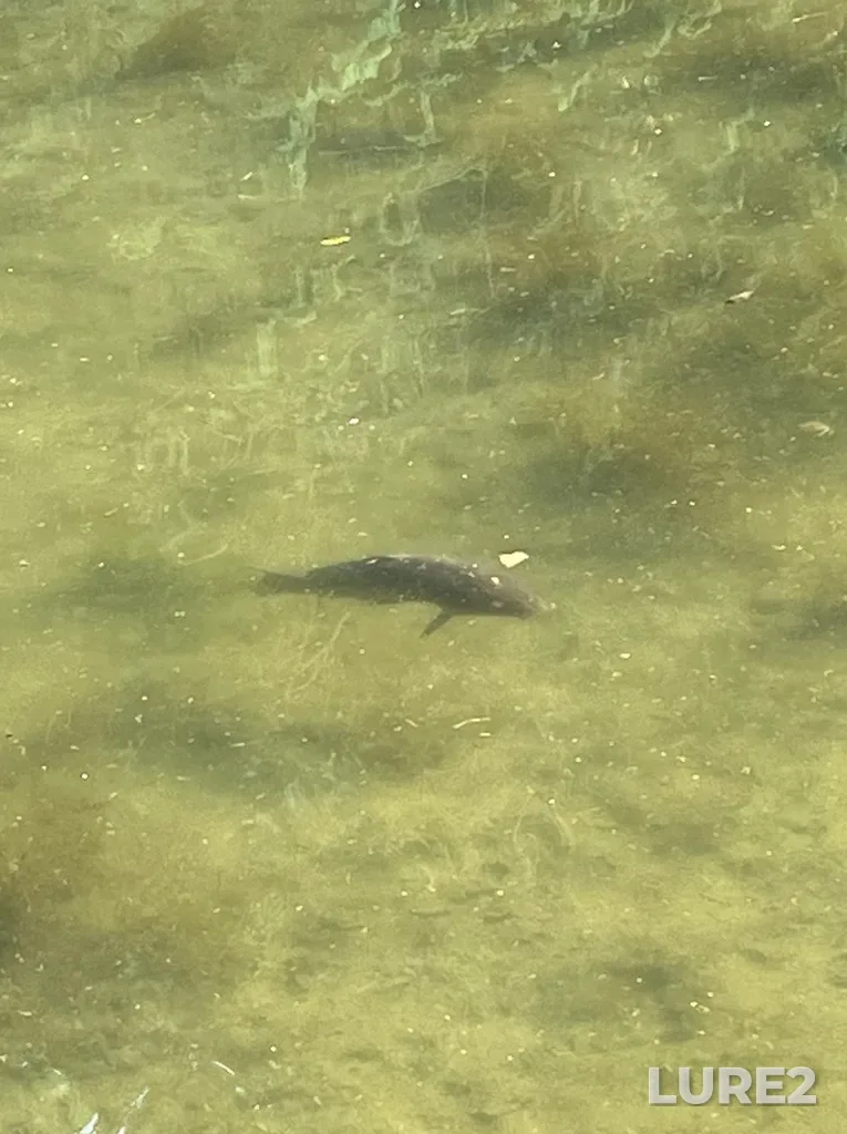 Carp — Thames River, Jul 26, 2024, 6:23 PM
