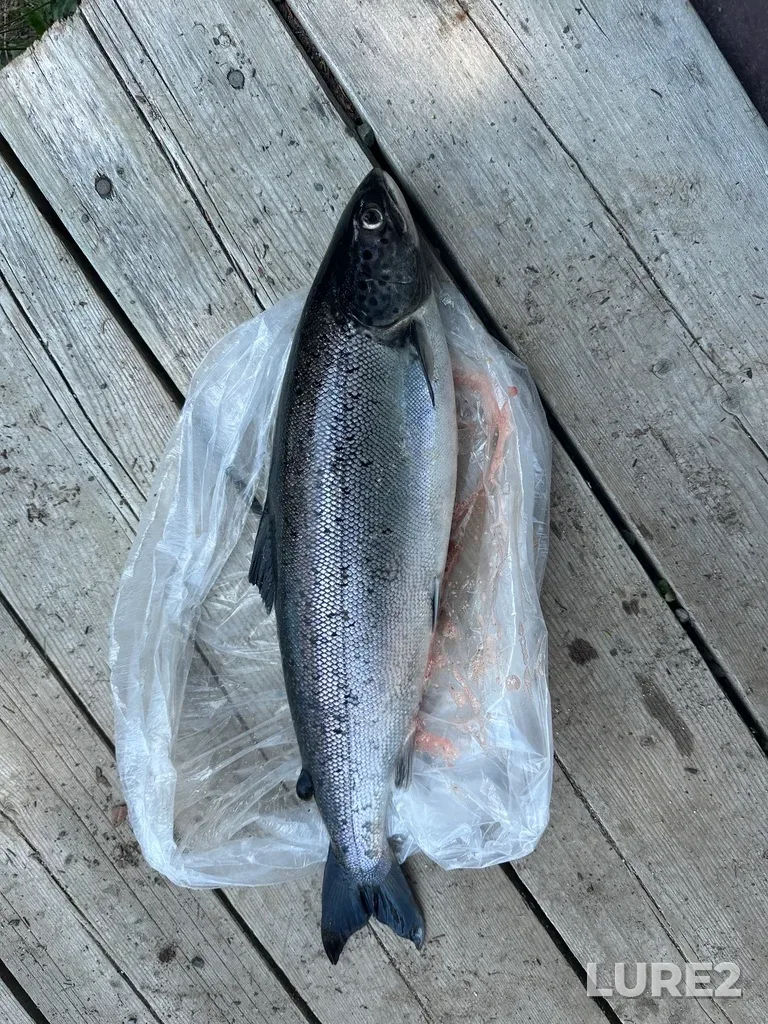 Atlantic salmon — Northwest River, Jul 27, 2024, 3:18 PM