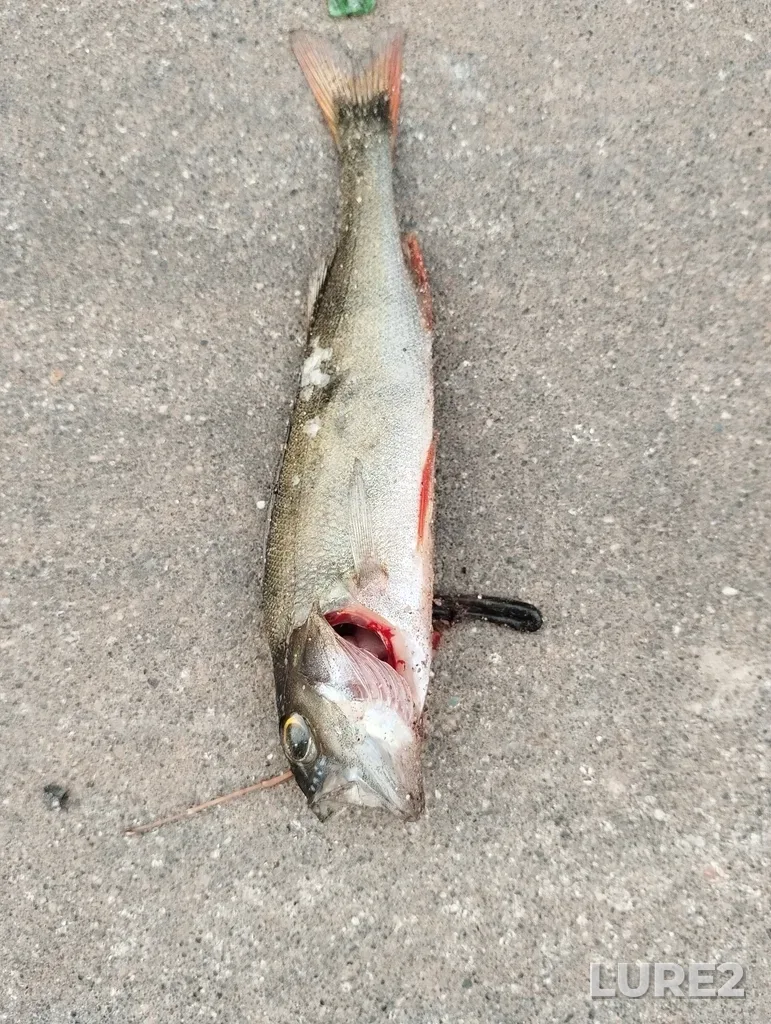 Perch — Smolenka, Jul 27, 2024, 9:13 PM