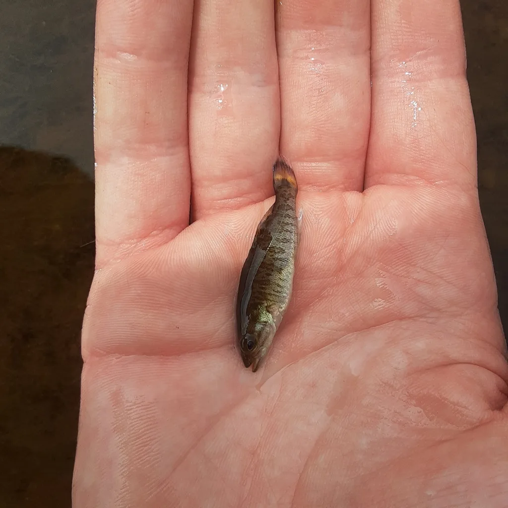 Smallmouth bass — Nashwaak River, Jul 29, 2024