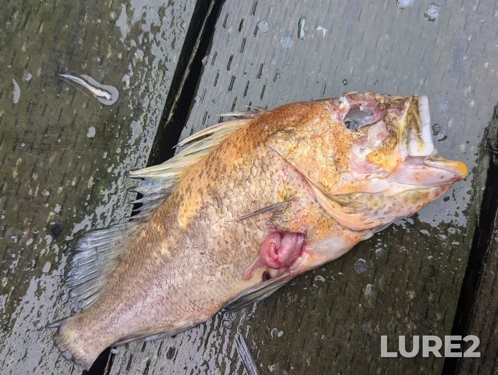 Rockfish — Trout Bay, Jul 29, 2024, 8:21 AM