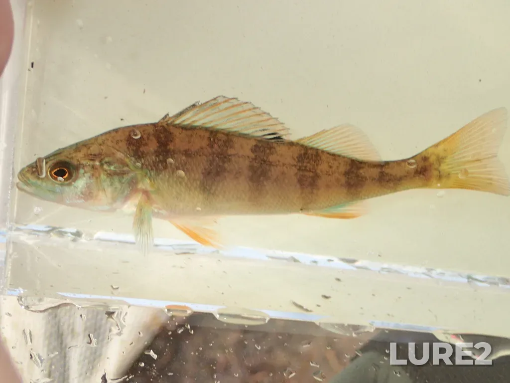 Yellow perch — Boulevard Lake, Jul 30, 2024, 8:46 AM