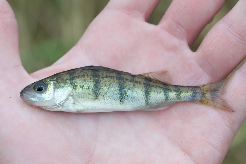 Yellow perch — Eramosa River, Apr 26, 2019