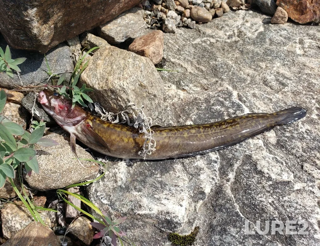 Burbot — Rivière à la Baleine, Jul 31, 2024, 1:19 PM