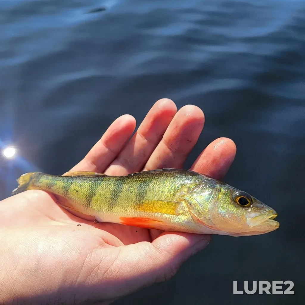 Yellow perch — Lac Caribou, Jul 19, 2024, 10:03 AM