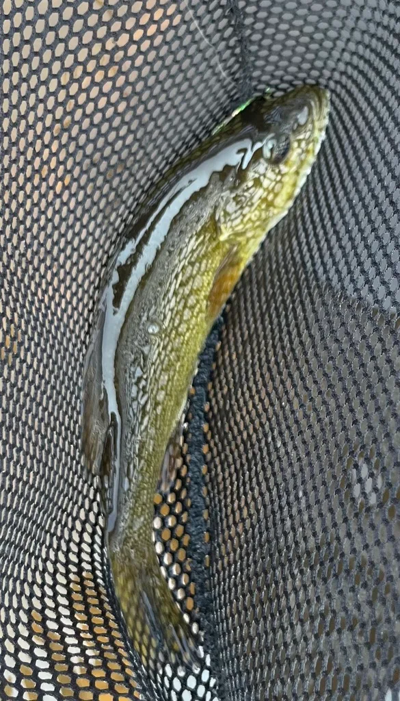 Smallmouth bass — Fancy Lake, Aug 2, 2024
