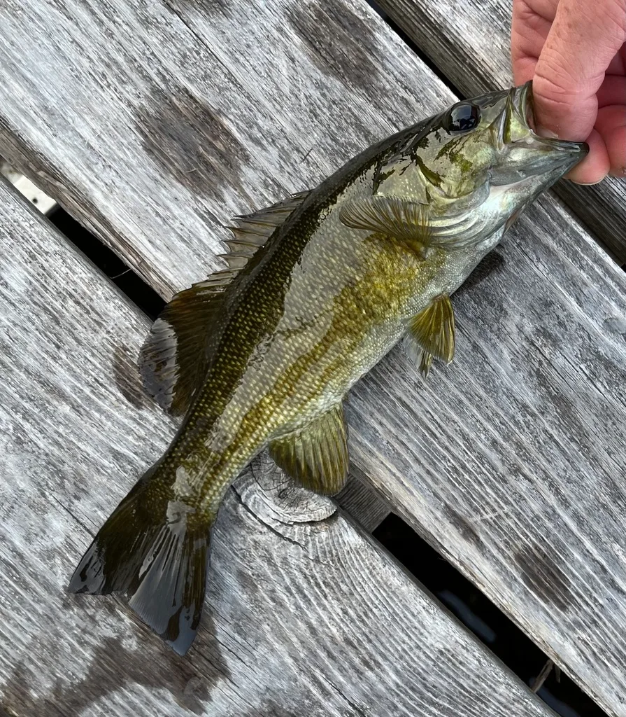 Smallmouth bass — Fancy Lake, Aug 2, 2024
