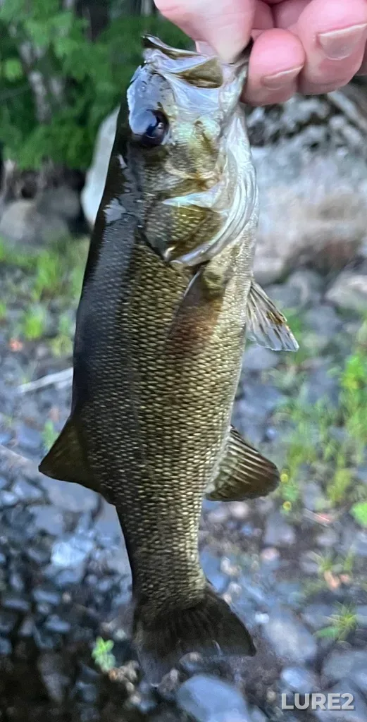 Smallmouth bass — Fancy Lake, Aug 02, 2024, 8:41 PM