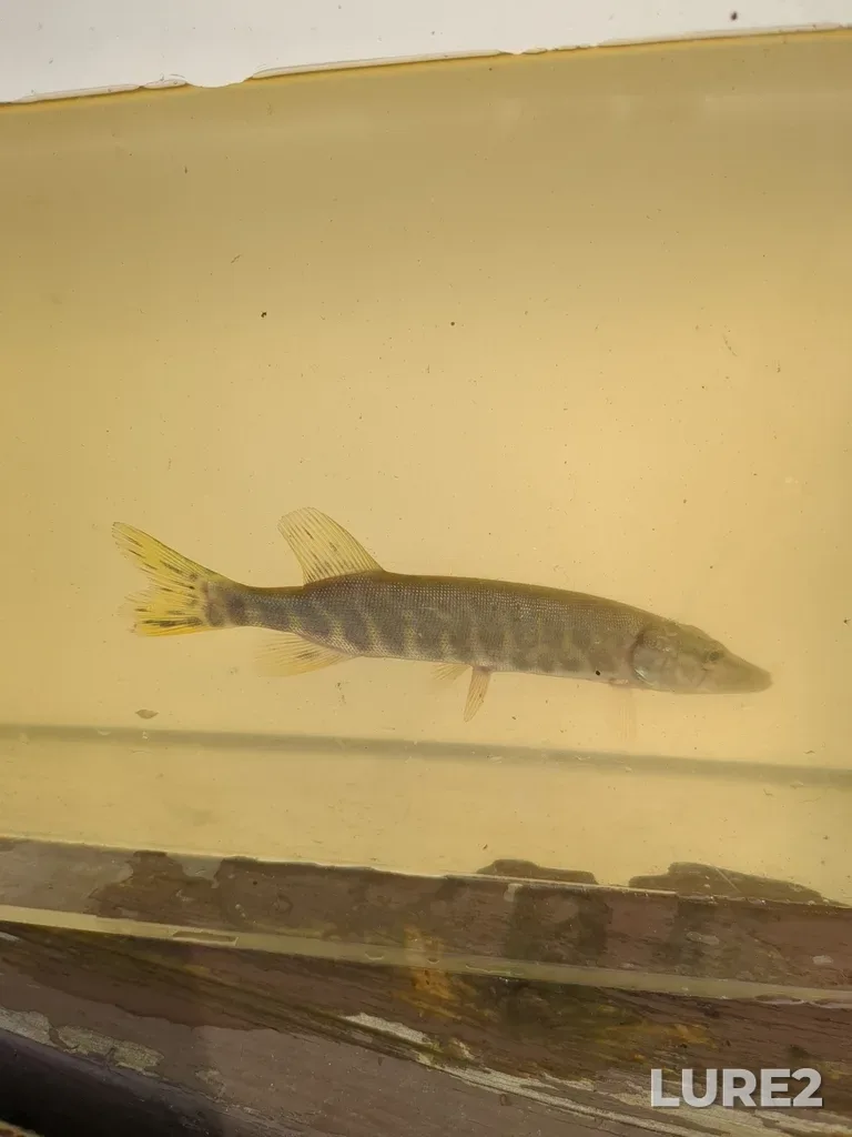 Pike — South Nation River, Aug 02, 2024, 9:46 AM