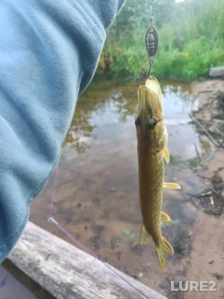 Pike — Vyshnevolotskoye, Aug 03, 2024, 6:42 PM