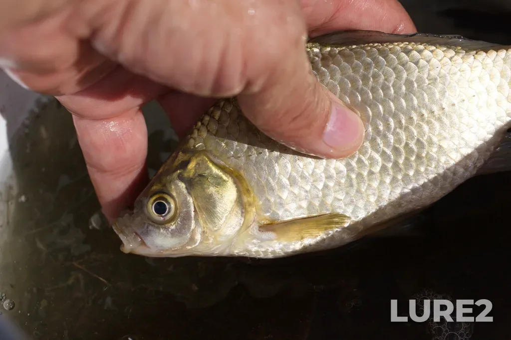 Crucian carp — Dalnekonstantinovskiy r-n, Nizhegorodskaya obl., Rossiya, Aug 03, 2024, 3:24 PM