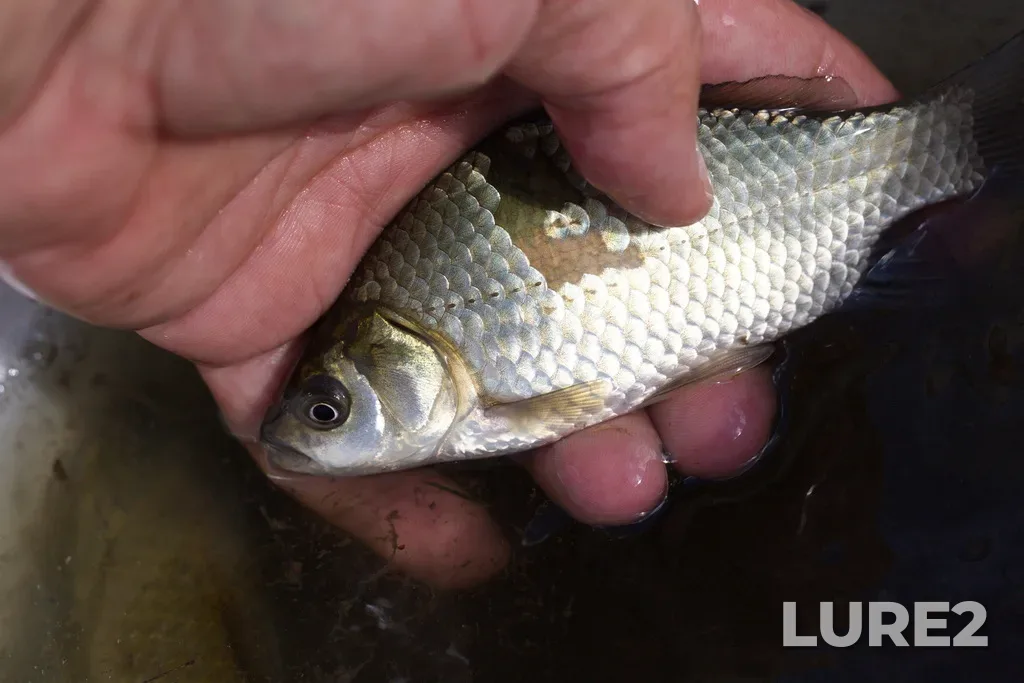 Crucian carp — Dalnekonstantinovskiy r-n, Nizhegorodskaya obl., Rossiya, Aug 03, 2024, 3:24 PM