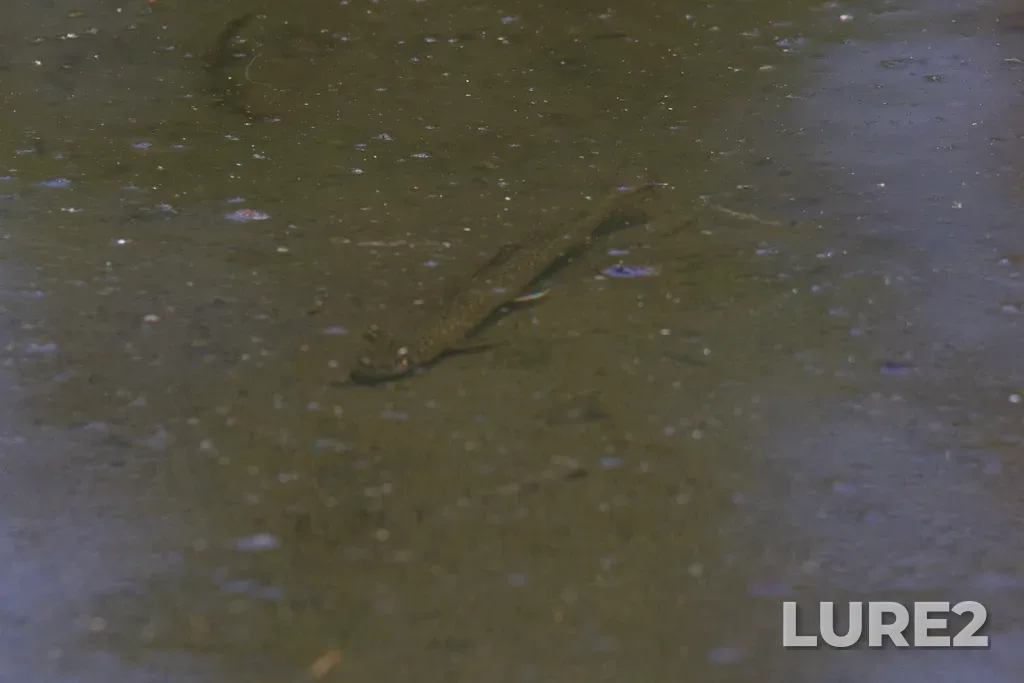 Brook trout — Cameron Creek, Aug 02, 2024, 10:33 AM