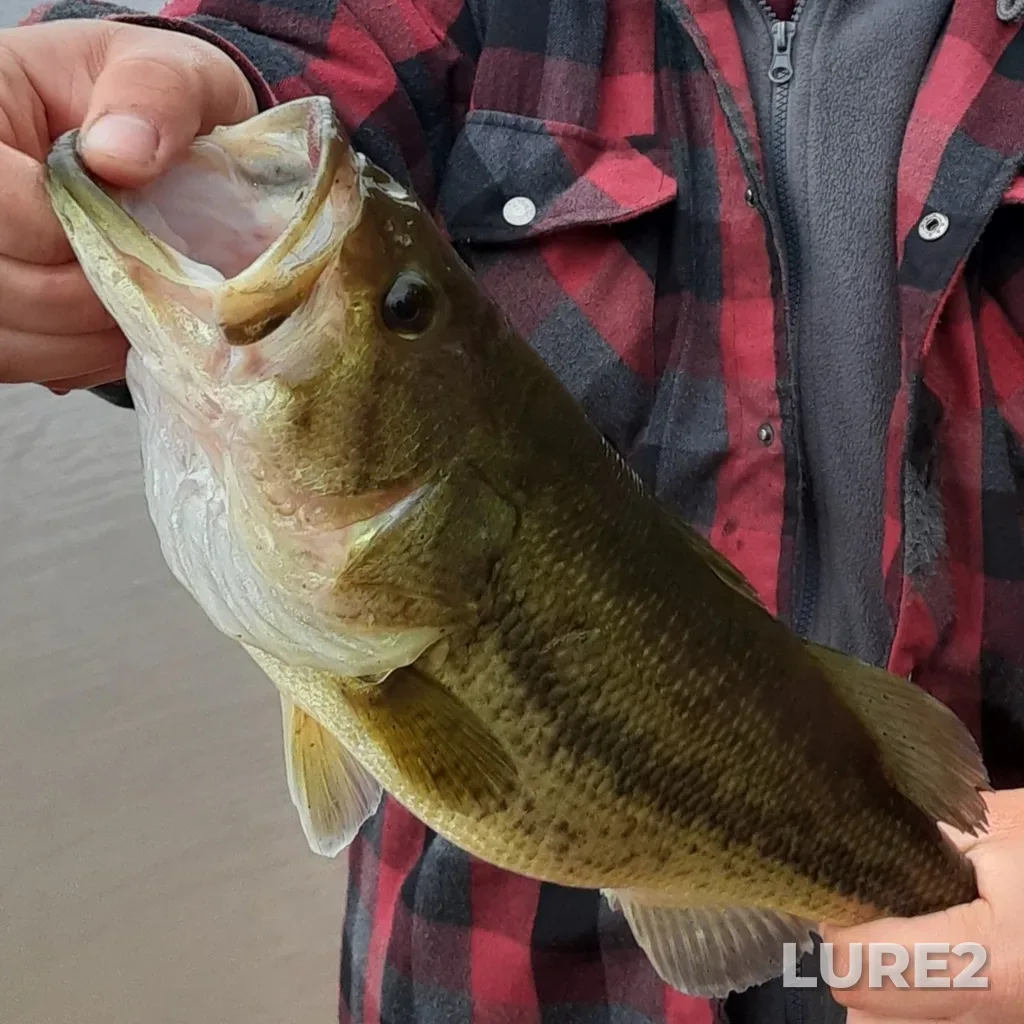 Largemouth bass — Mactaquac Headpond, Jun 03, 2023, 10:52 AM