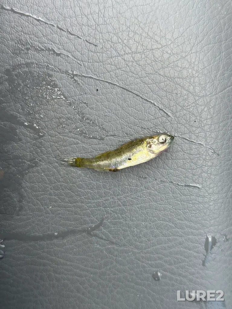 Yellow perch — Elkwater Lake, Aug 08, 2024, 2:20 PM