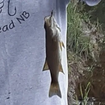 Smallmouth bass — Nashwaak River, Aug 2, 2021