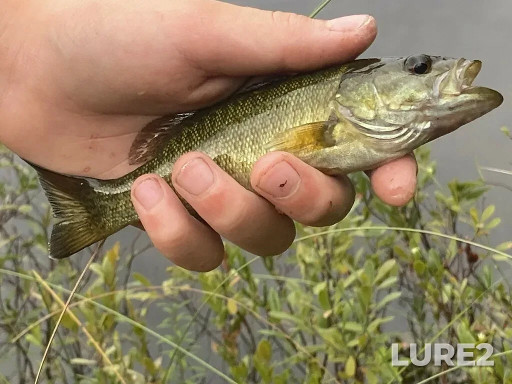 Smallmouth bass — Pog Lake, Aug 03, 2024, 5:37 PM